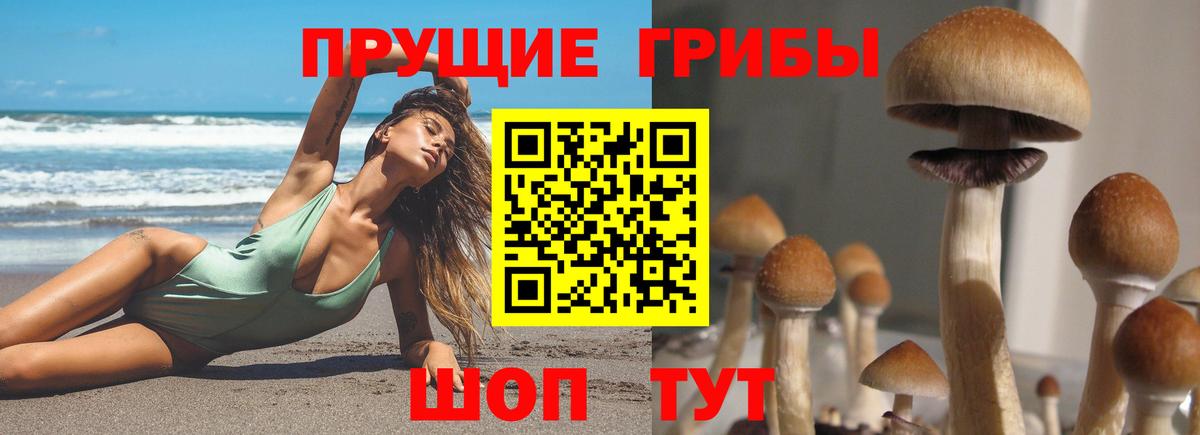 наркотики  Вход с VPN  Курган  Псилоцибиновые грибы Cubensis 